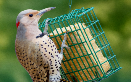 wild-bird-suets-a-guide-to-getting-started