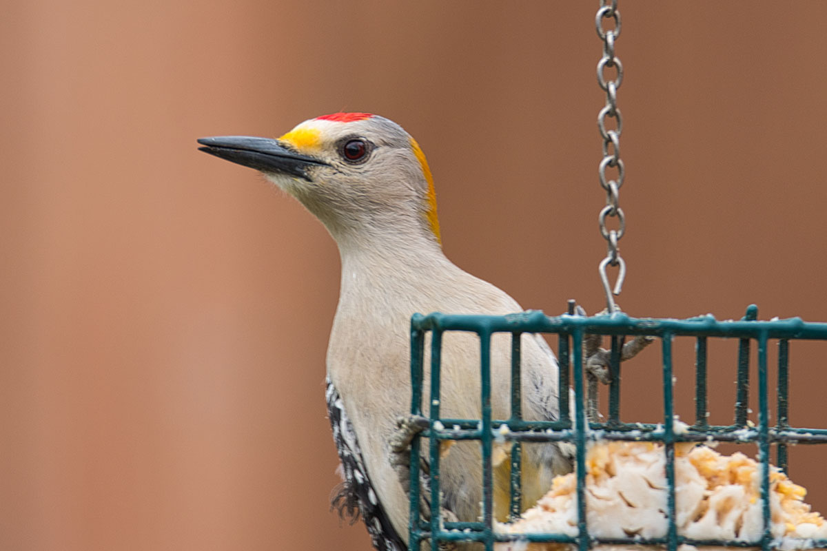 understanding-suet-flavors-and-the-birds-they-attract