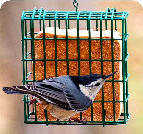 Hot Pepper Suet  Stat 1