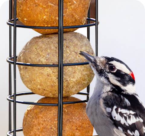 Suet Dough Balls   Stat 2  1