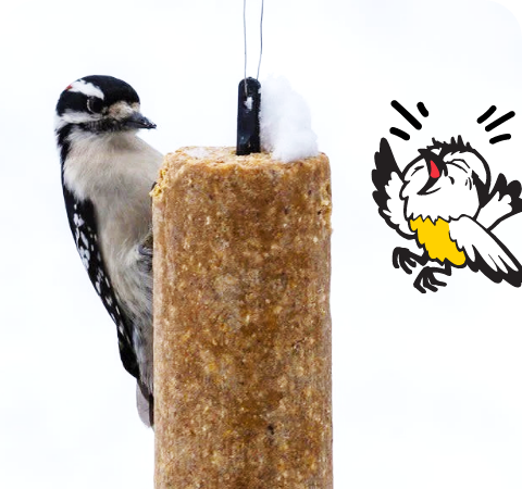 Suet Logs  Stat 1