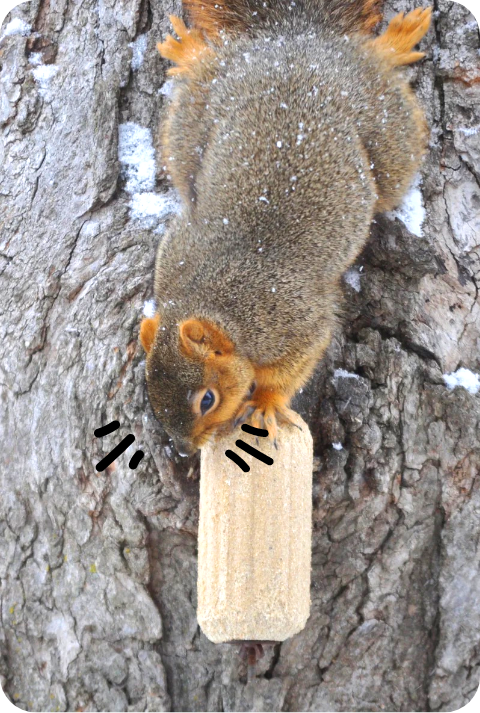 Suet Logs 2