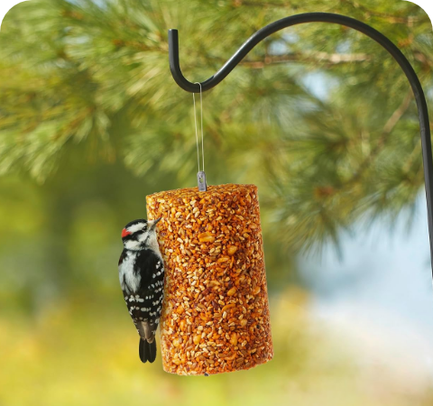 Suet Logs fact 3