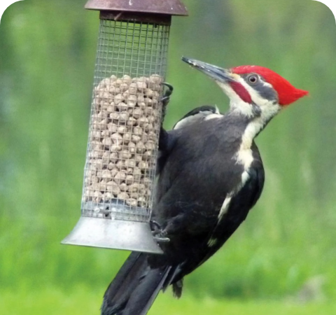 Woodpecker Suet  Stat 1