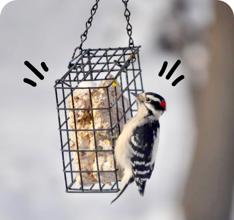 Woodpecker Suet  Stat 3