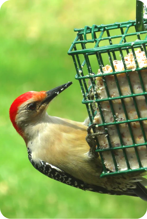 Woodpecker Suet 1