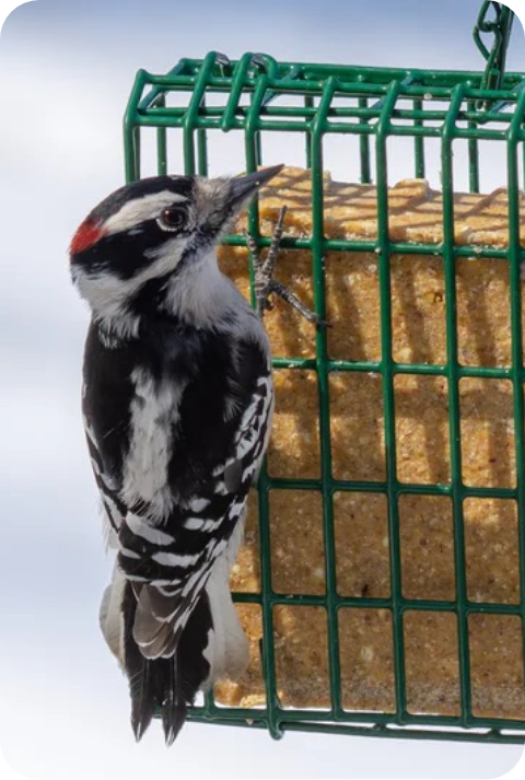 Woodpecker Suet 2
