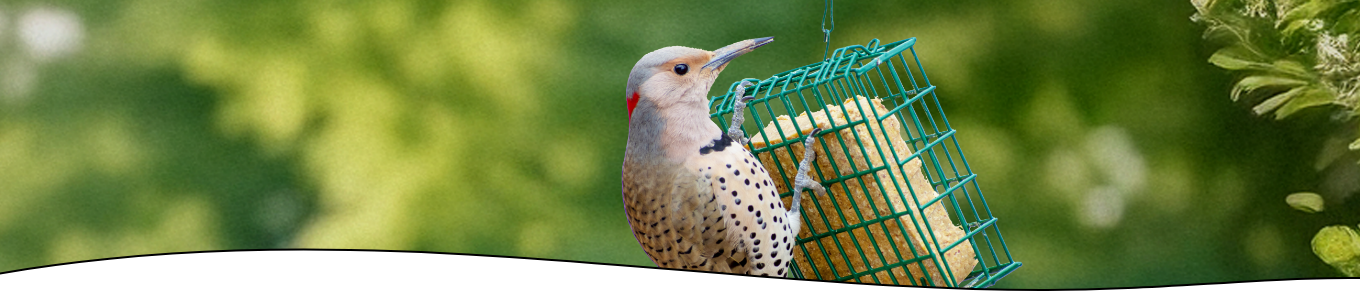 Header-Beginners guide