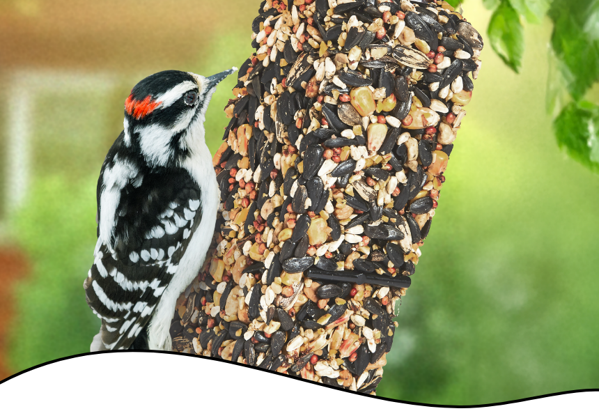 Header-Wild Bird Resources Mobile