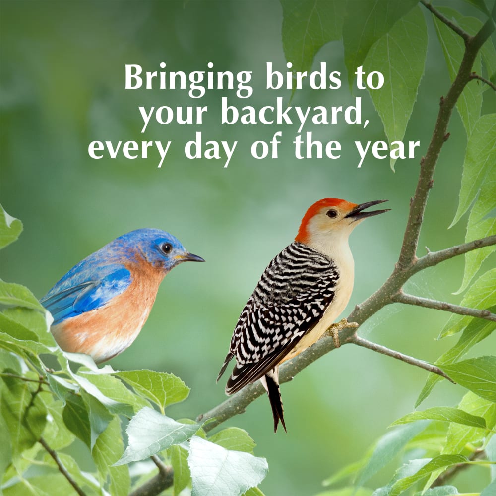 Bringing birds to your backyard every day of the year
