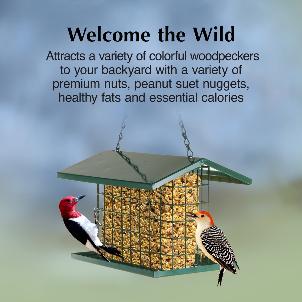 Attract a variety of suet eating birds to your backyard