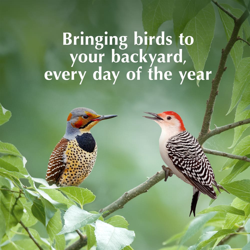 Bringing birds to your backyard every day of the year