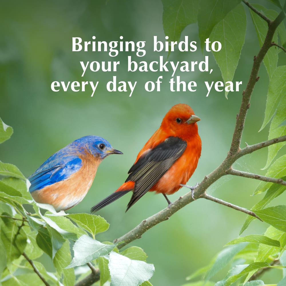 Bringing birds to your backyard, every day of the year