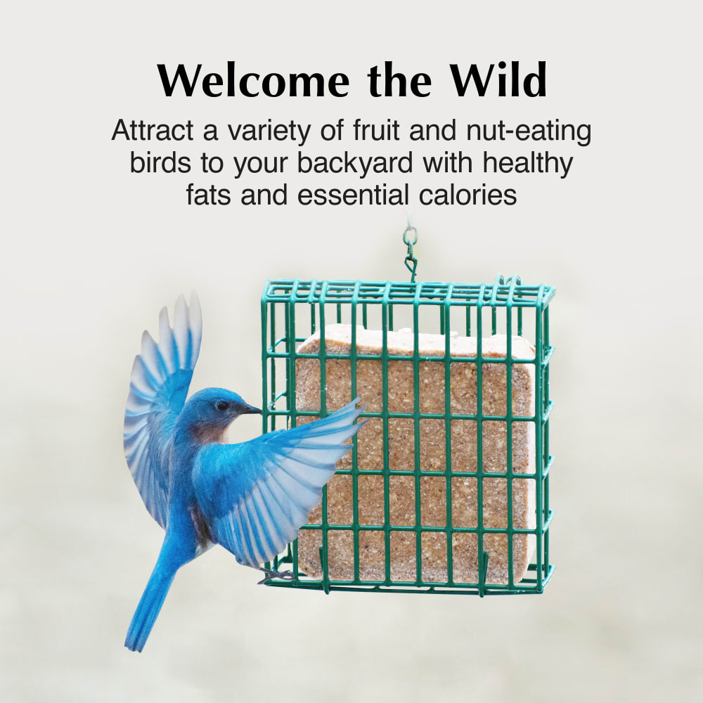 Attract a variety of nut eating birds to your backyard