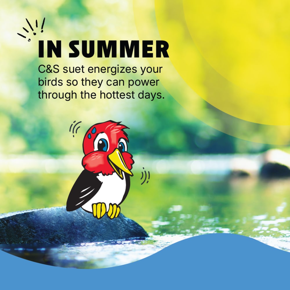 cs-digital-seasonal-summer-1080x1080