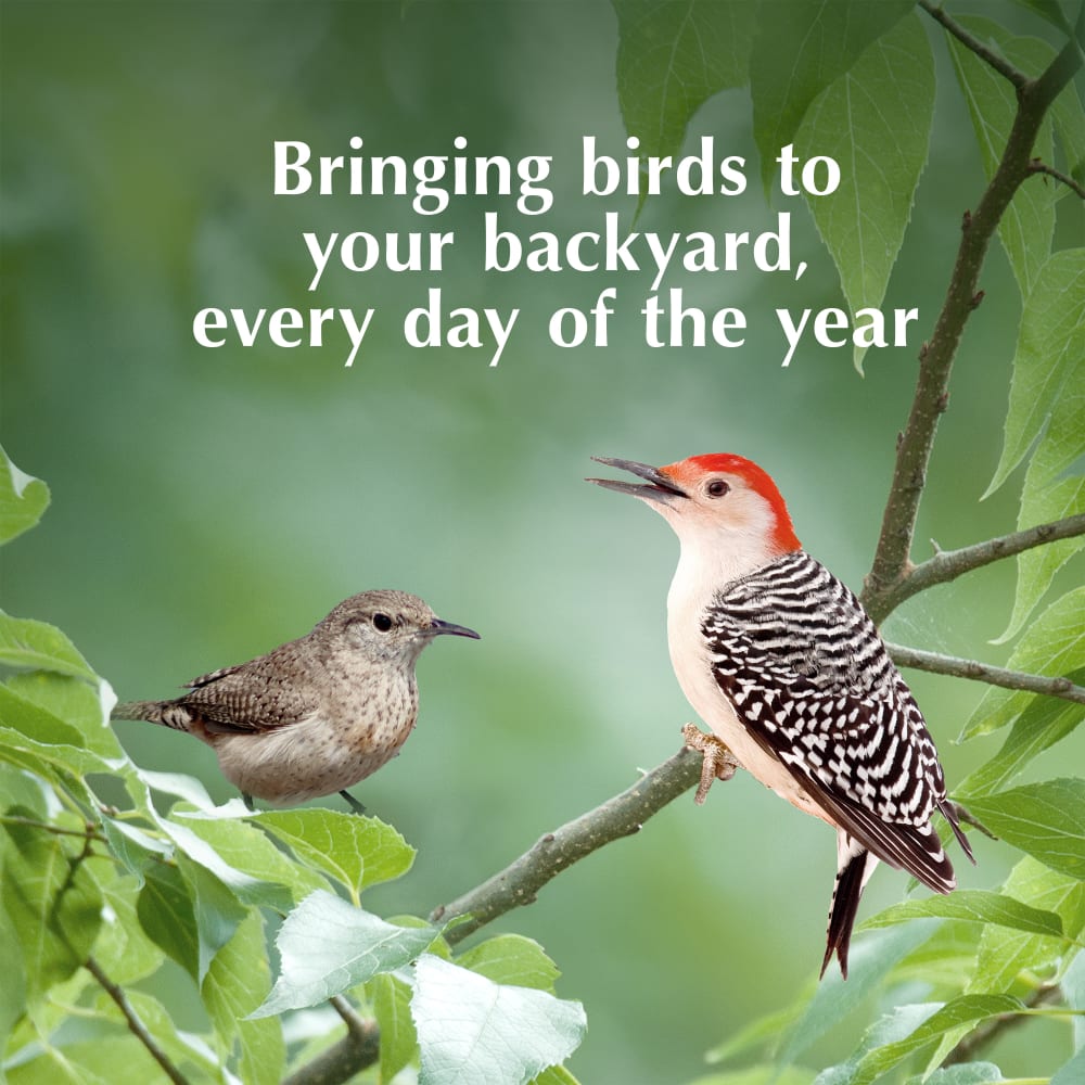 Bringing birds to your backyard, every day of the year