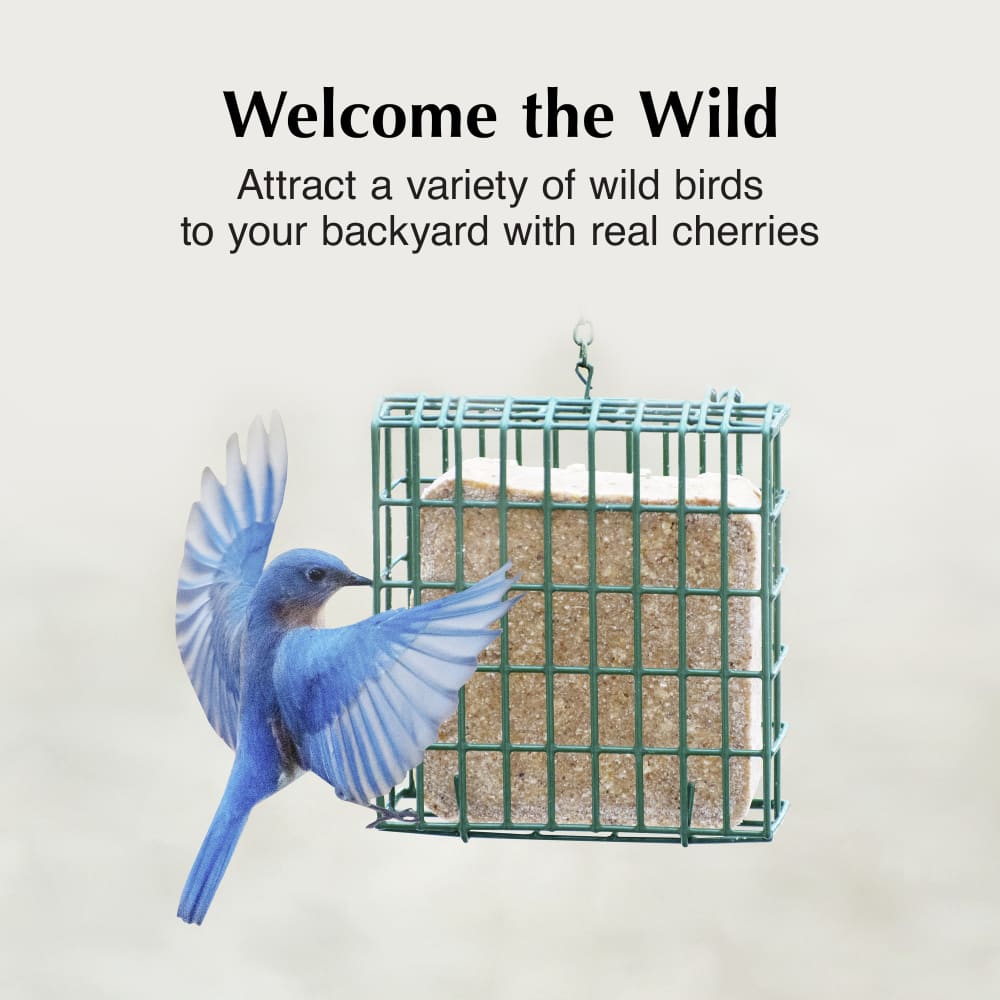 Attract a variety of suet eating birds to your backyard