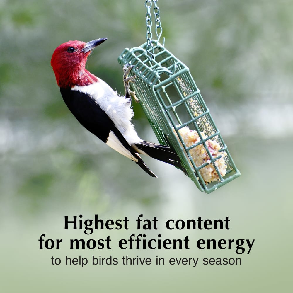 Highest fat content for most efficient energy to help birds thrive in every season