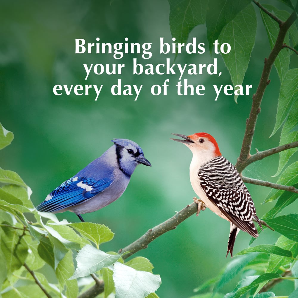 Bringing birds to your backyard every day of the year