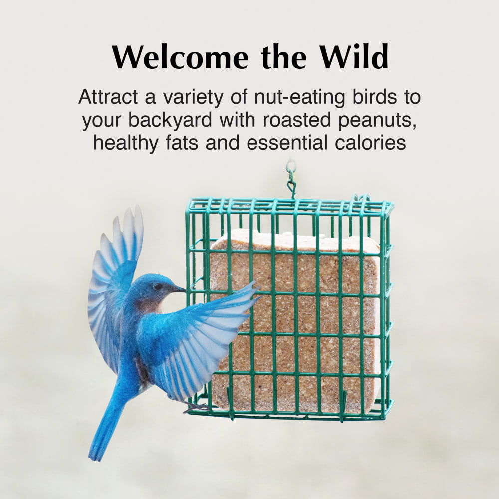 Attract a variety of suet eating birds to your backyard