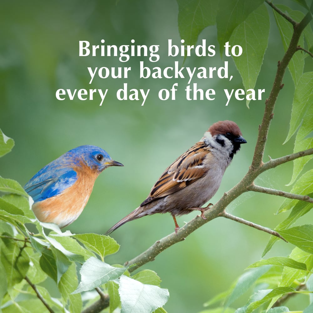 Bringing birds to your backyard, every day of the year
