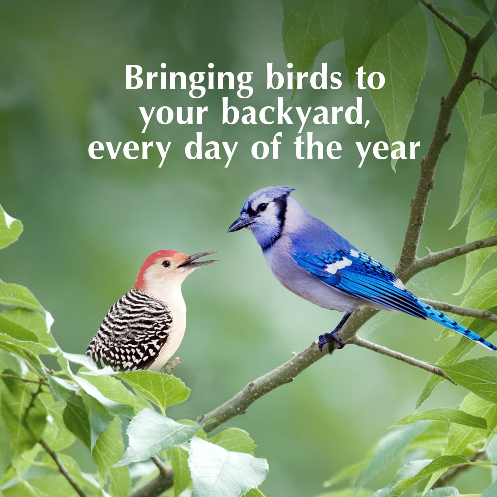 Bringing birds to your backyard every day of the year