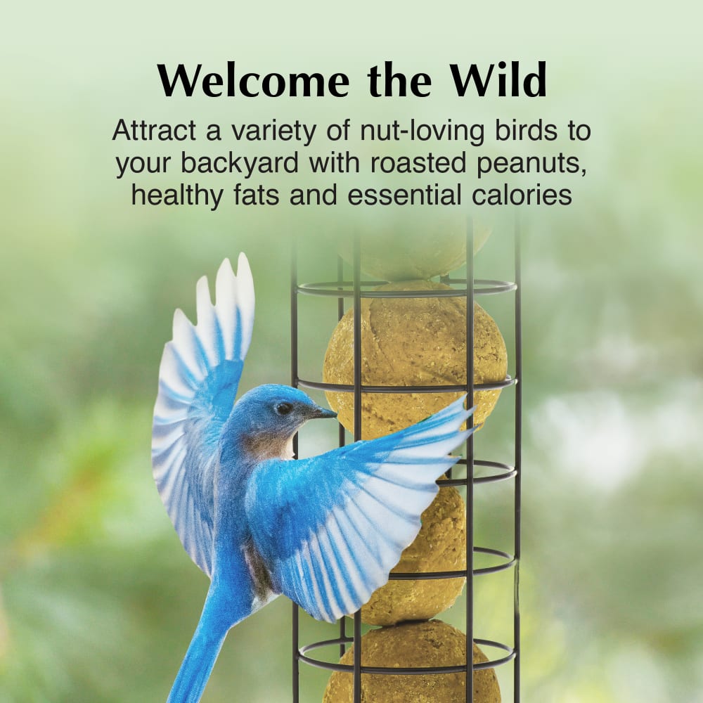 Attract a variety of nut-loving birds to your backyard with roasted peanuts