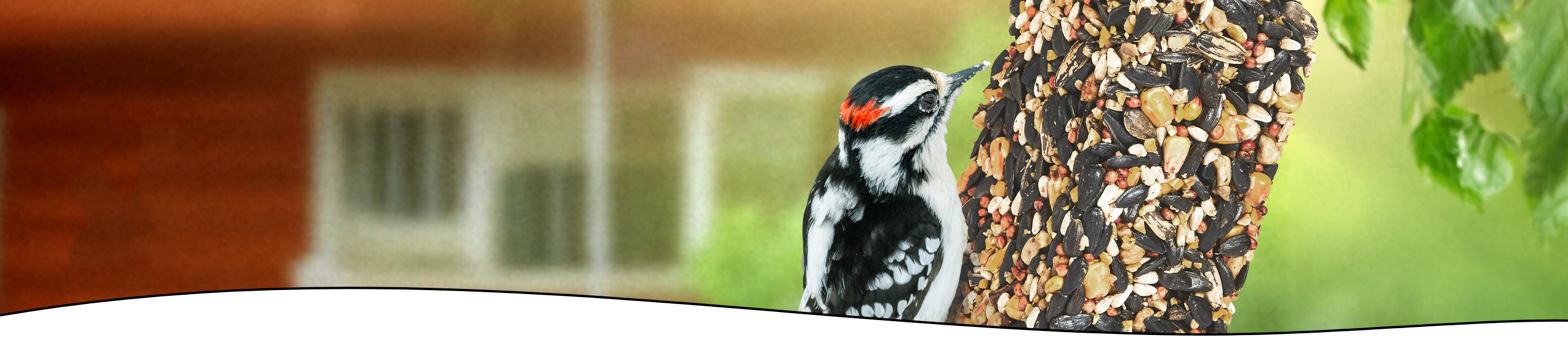 bird feeding on suet log