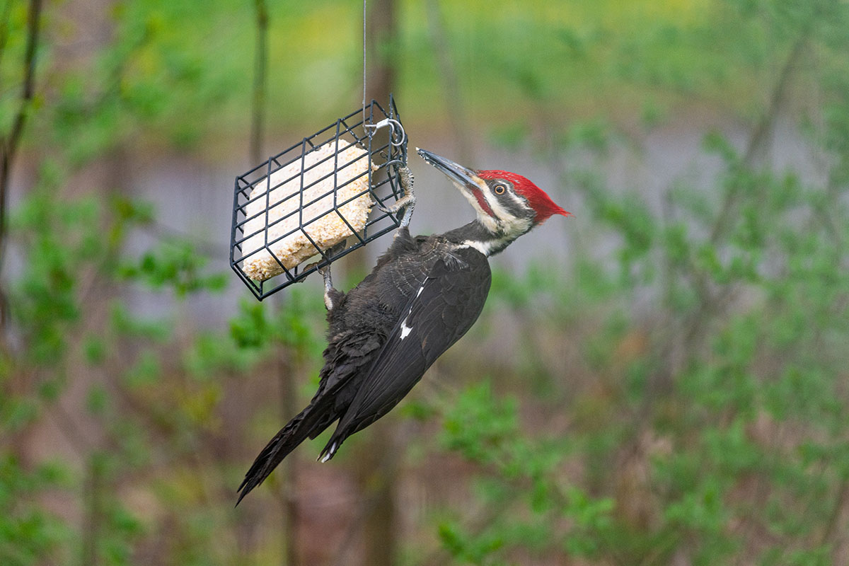 a-complete-guide-to-supporting-your-backyard-birds-every-season