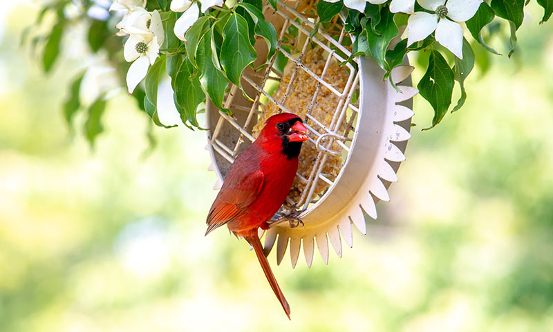 feeding-suet-through-four-seasons