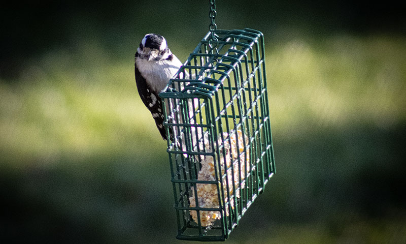 safe-and-successful-suet-feeding-practices
