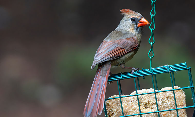 understanding-suet-the-ultimate-bird-food