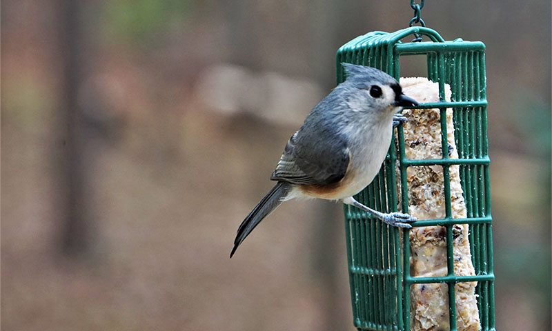 your-backyard-suet-loving-birds