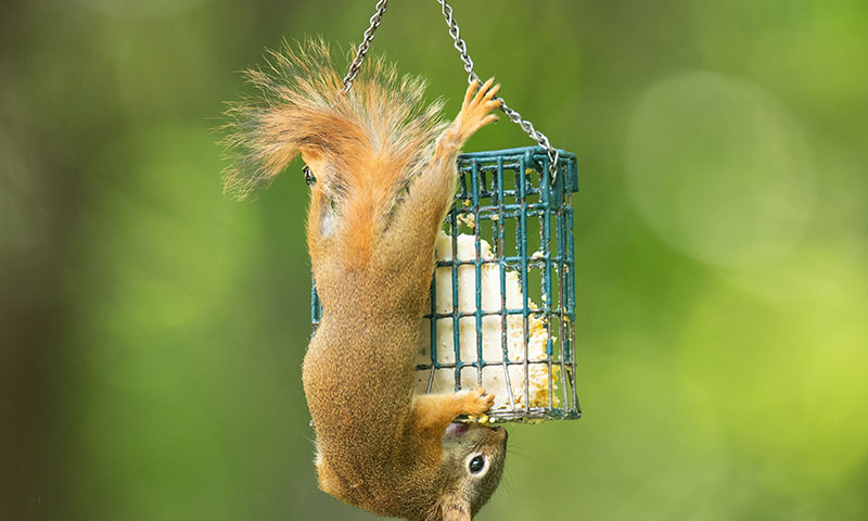 discouraging-squirrels-and-raccoons-from-suet-feeders-is-possible