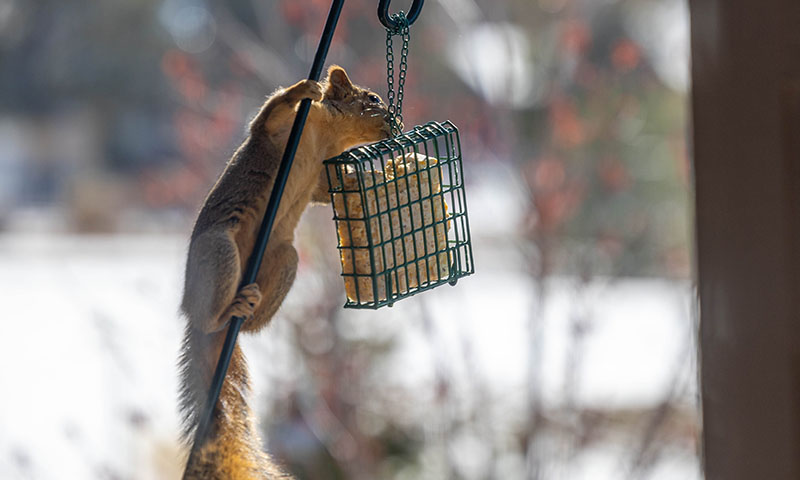 how-can-i-prevent-squirrels-and-raccoons-from-taking-the-suet