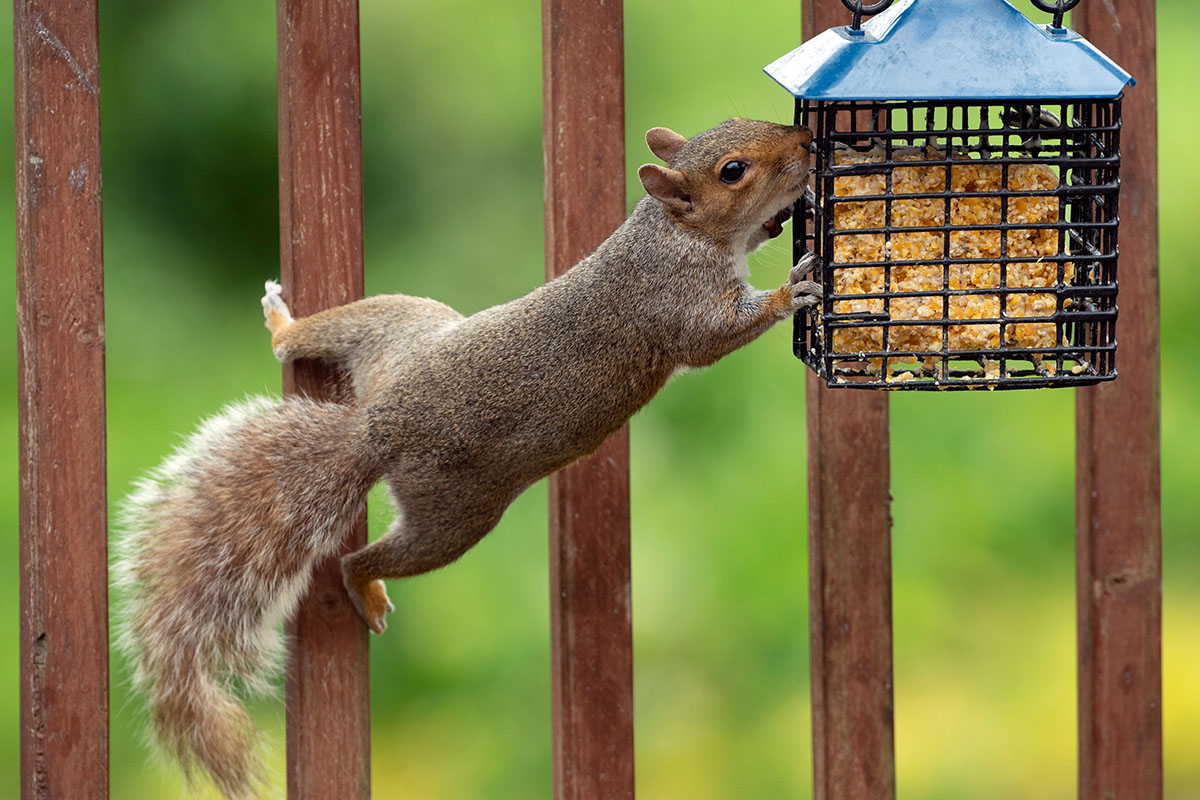 how-to-prevent-squirrels-and-raccoons-from-eating-from-your-sueet-feeders