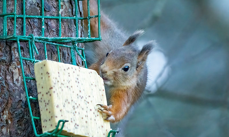 why-do-squirrels-and-raccoons-want-suet