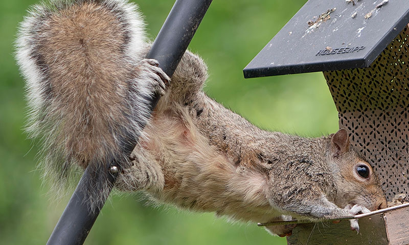 why-is-it-important-to-keep-raccoons-and-squirrels-out-of-the-suet