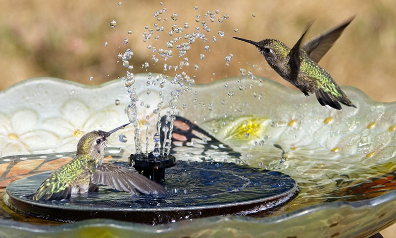 complete-your-oasis-with-fresh-running-water
