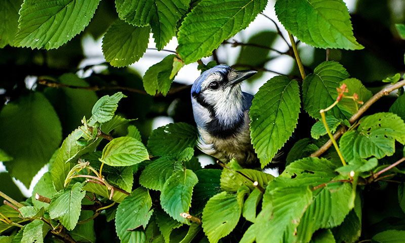 make-your-yard-bird-friendly-by-adding-places-to-hide-within-your-landscape