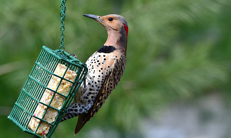 making-your-backyard-irresistible-with-suet