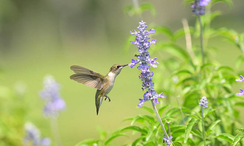 native-plants-are-the-key-to-a-successful-bird-oasis