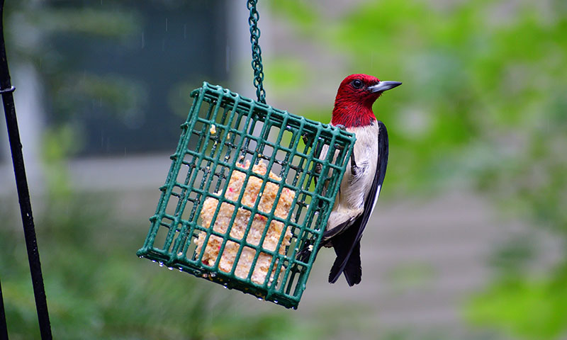 observe-your-oasis-and-be-ready-to-adapt-when-necessary