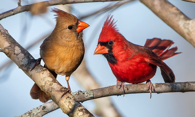 start-by-getting-to-know-your-native-birds