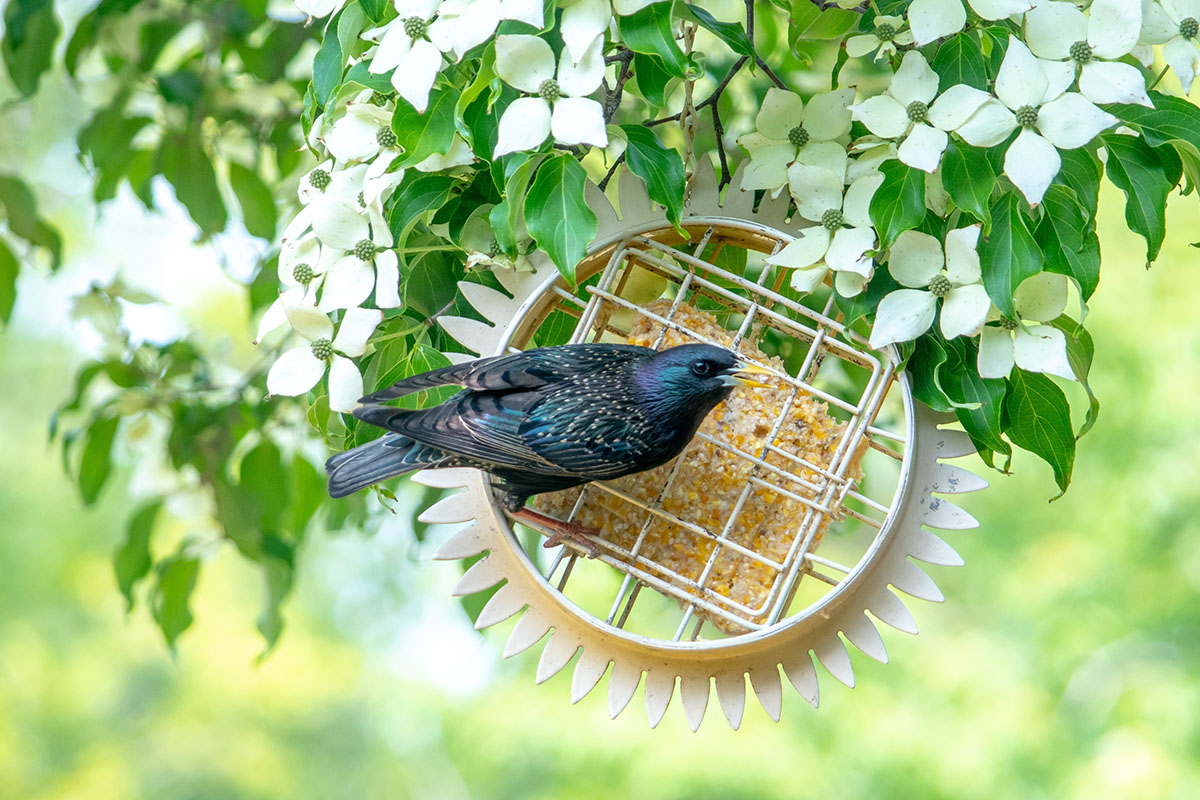 the-essential-guide-to-creating-a-backyard-bird-oasis
