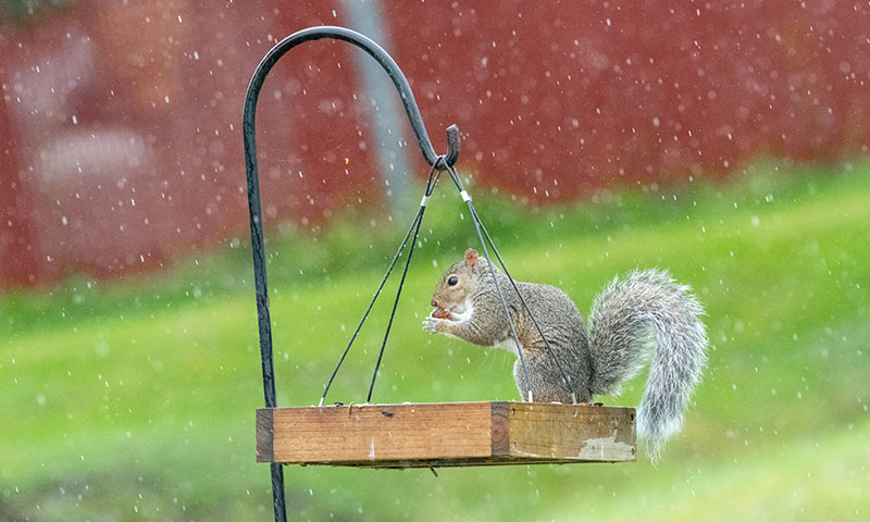 watch-out-for-nosey-critters-that-want-to-steal-your-birds-suet