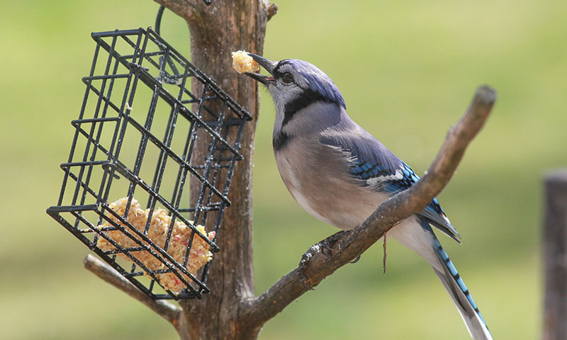 your-backyard-is-a-haven