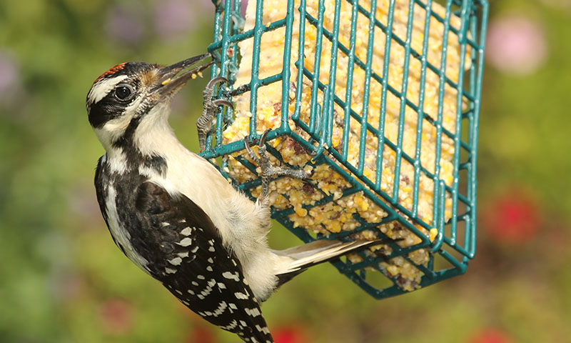 choosing-the-best-type-of-suet-feeder-for-your-yard
