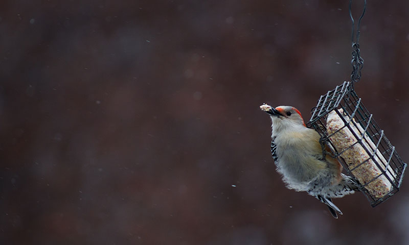 clean-your-suet-feeders-regularly