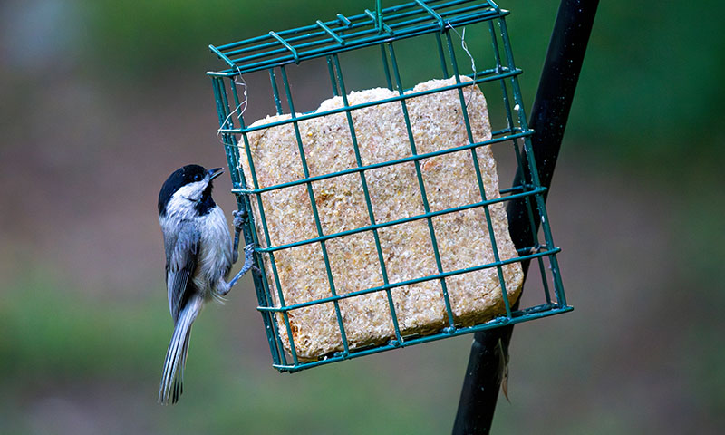 feed-suet-in-your-backyard-year-round